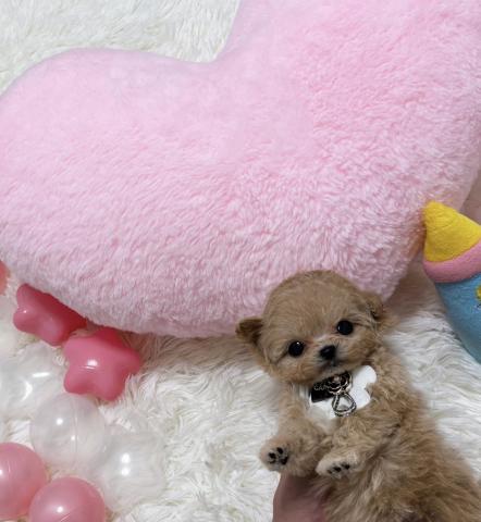 MIX🫧‪極小マルプー🫧