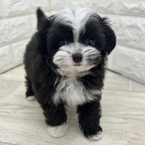 MIX✩.*˚チワプー✩.*˚