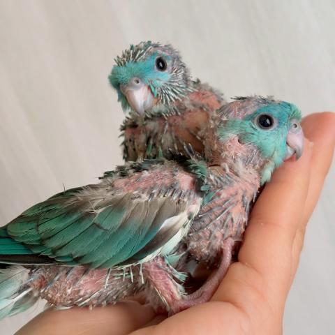 サザナミインコ