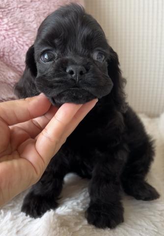 アメリカンコッカースパニエル