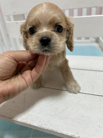 アメリカンコッカースパニエル