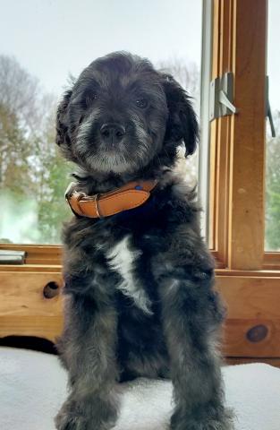 MIXボードゥードル：ソラ