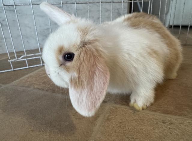 ホーランドロップ