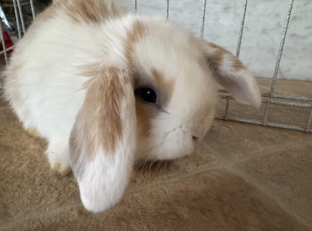 ホーランドロップ