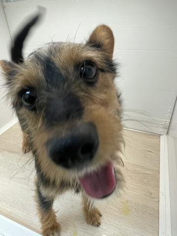 MIXミニチュアシュナウザー×ヨークシャーテリア