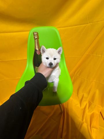 柴犬豆柴4.8kg成犬時予想✨