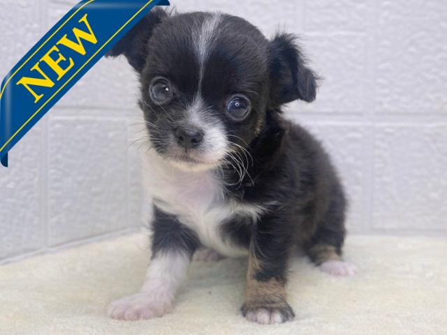 チワワ（ロングコート）