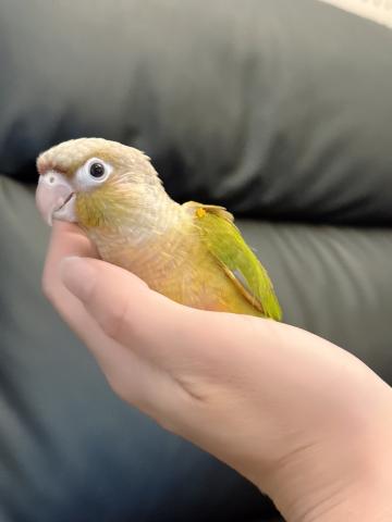 ウロコインコ シナモン32