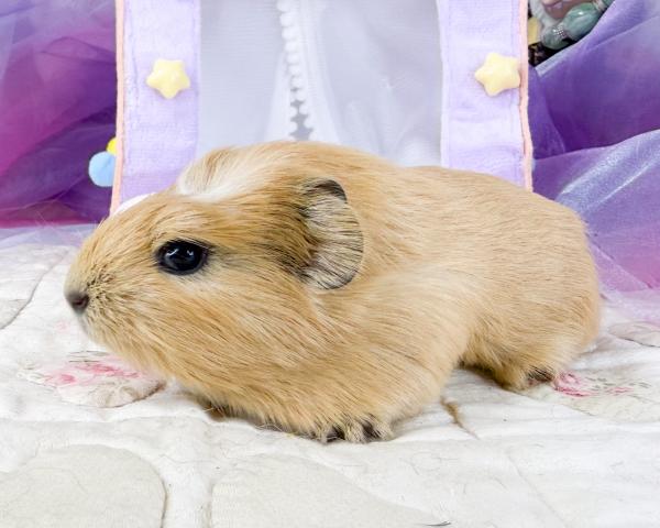 クレステッドモルモット