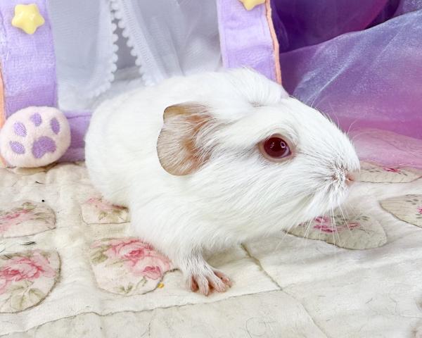 クレステッドモルモット