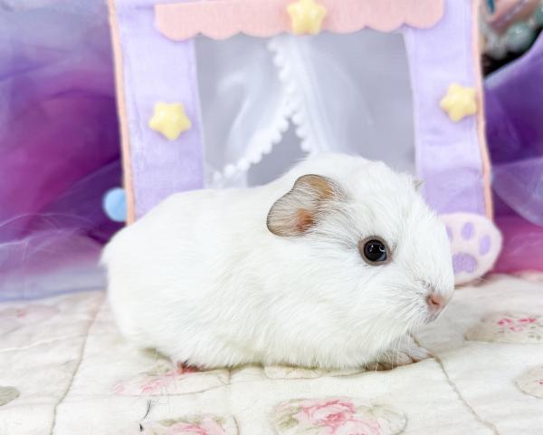 シェルティ×クレステッド