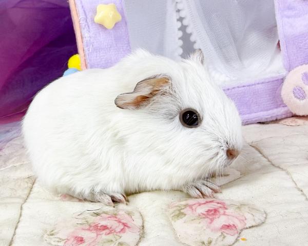 シェルティ×クレステッド