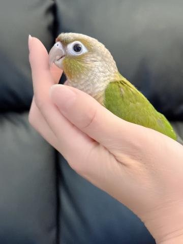 ウロコインコ シナモン30