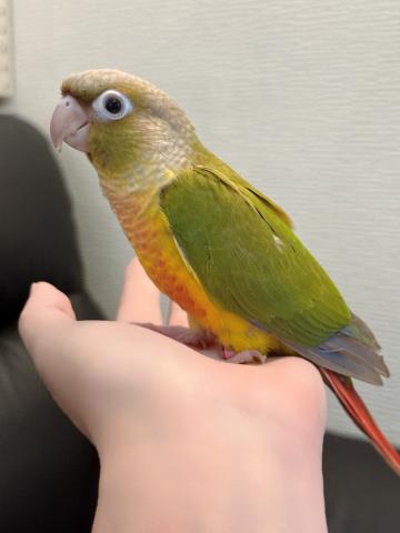 ウロコインコ パイナップル 029