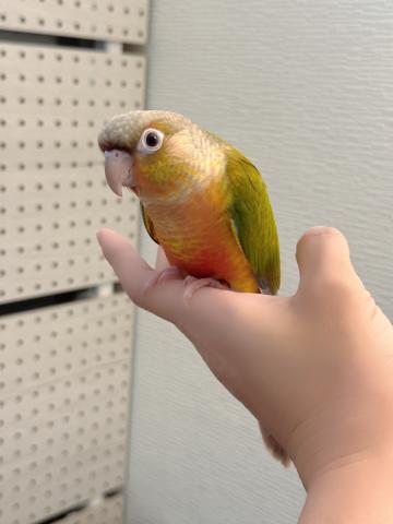 ウロコインコ パイナップル 026