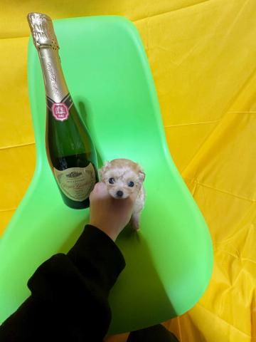 MIX極小ロイヤルマルプー1.0kg成犬時予想✨