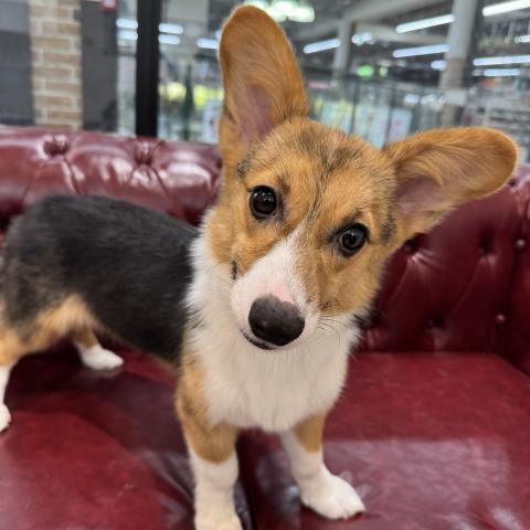 ウェルシュコーギーペンブローク