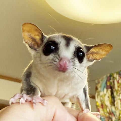 ノーマルホワイトフェイス