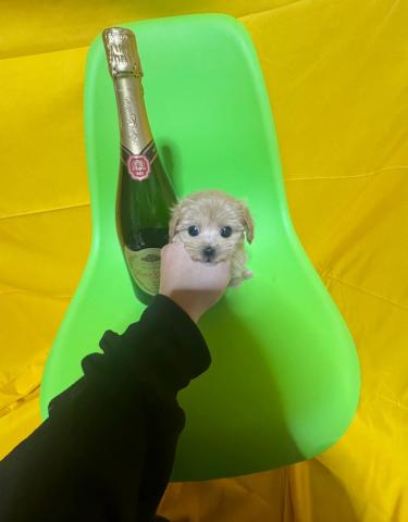 MIX極小ロイヤルマルプー✨1.1kg成犬時予想✨