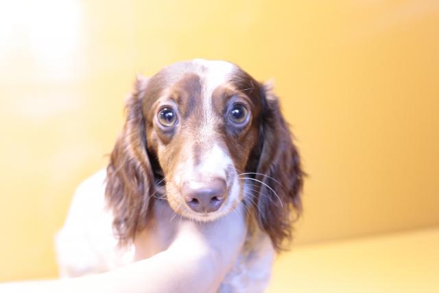 ミニチュアダックスフンド