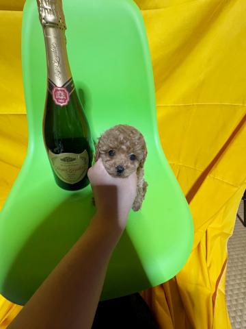 トイプードル極小ロイヤルティーカッププードル😃1.0kg成犬時予想✨
