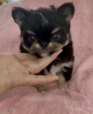 チワワ（ロングコート）