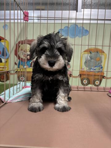 ミニチュアシュナウザー