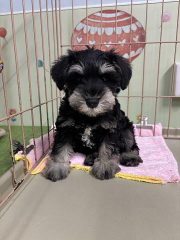 ミニチュアシュナウザー