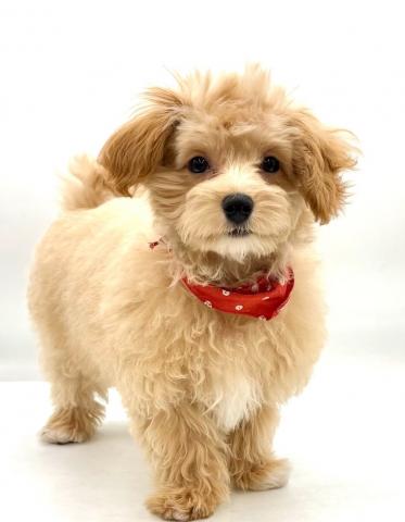 MIXマルチーズ×トイプードル