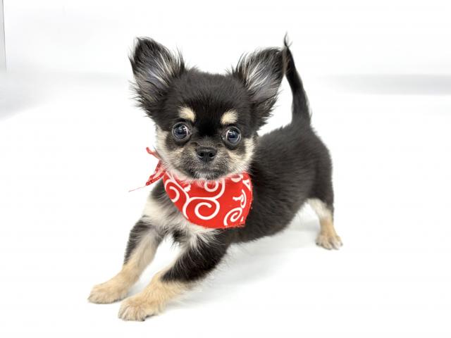 チワワ（ロングコート）