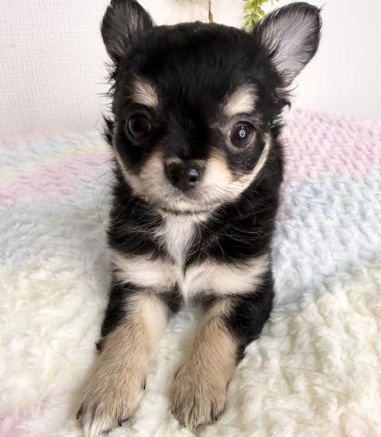 チワワ(ロングコート)