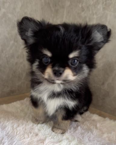 チワワ（ロングコート）