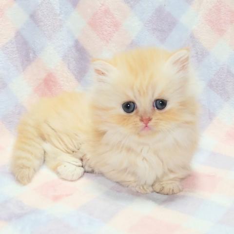 ミヌエット（旧ナポレオン）