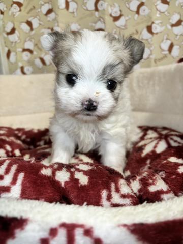 ヨーチー（チワワ×ヨークシャーテリア）