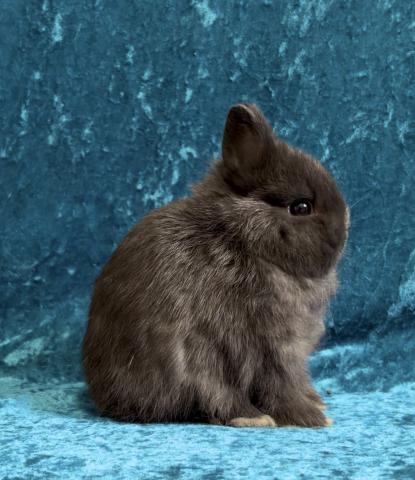 ネザーランドドワーフ