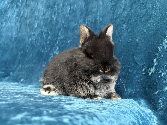 ネザーランドドワーフ