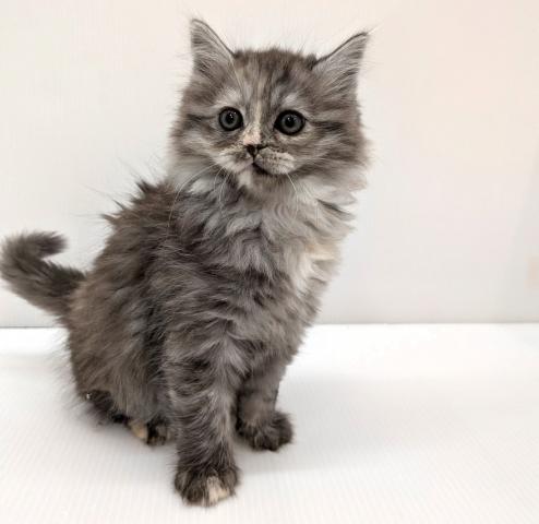 スコティッシュフォールド子猫