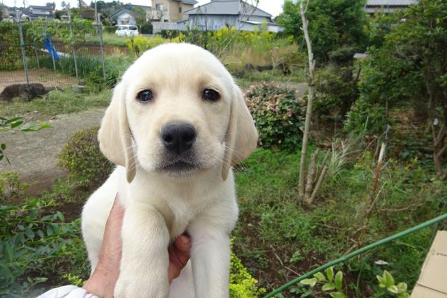 ラブラドールレトリーバー