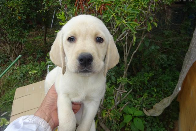 ラブラドールレトリーバー