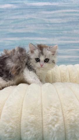 ミヌエット（旧ナポレオン）