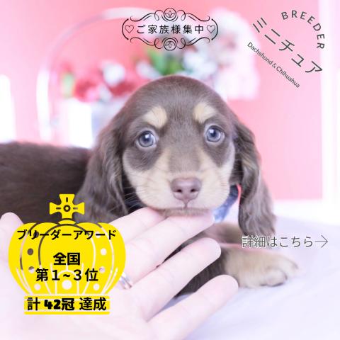 ミニチュアダックスフンド　ロング