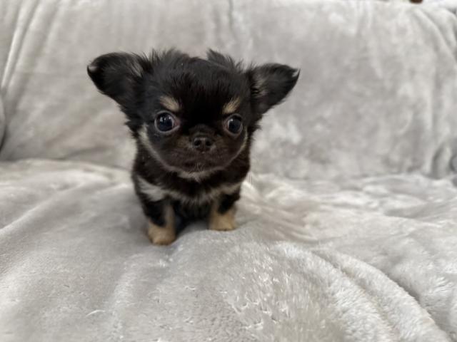 チワワ（ロングコート）