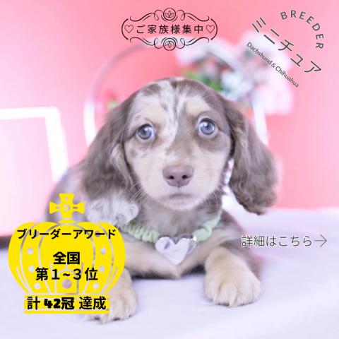 ミニチュアダックスフンド　ロング