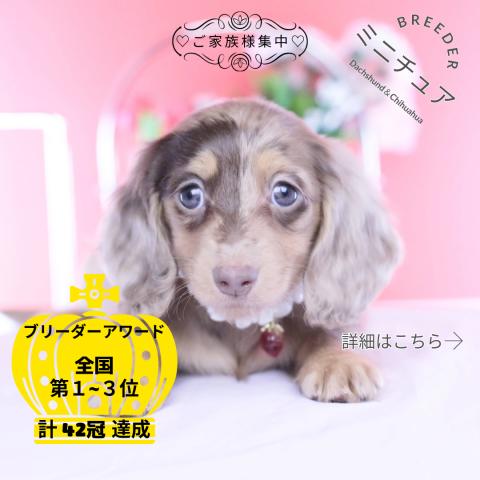 ミニチュアダックスフンド　ロング