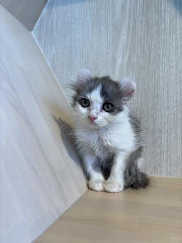 アメリカンカール6666