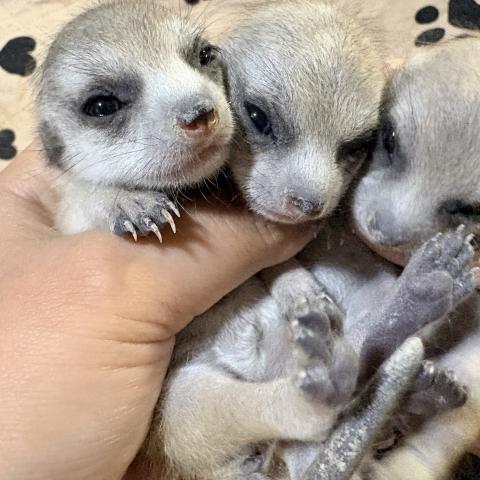 ミーアキャット