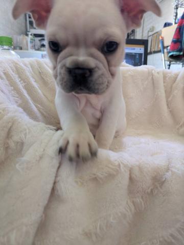 フレンチブルドッグ