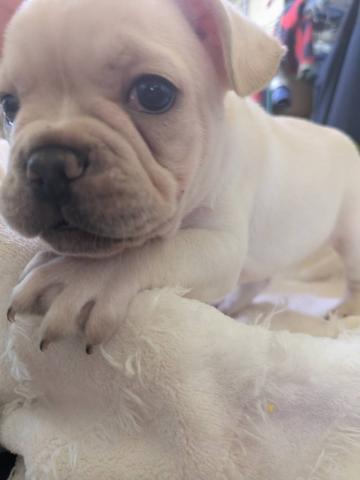 フレンチブルドッグ