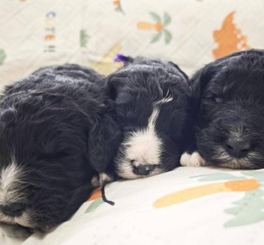 シーパードゥードル（オールドイングリッシュシープドッグ×スタンダードプードル）