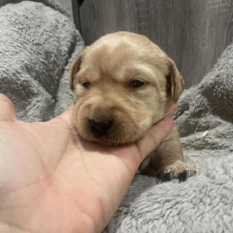 ラブラドゥードル(パパ：ラブラドールレトリーバー×ママ：スタンダードプードル）